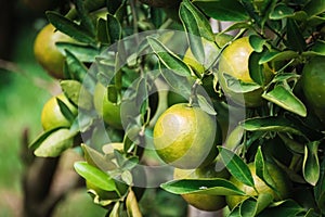 Closeup of satsumas Bang Mot tangerine ripening on tree