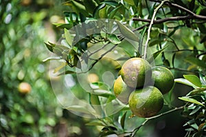 Closeup of satsumas Bang Mot tangerine ripening on tree