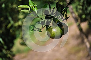 Closeup of satsumas Bang Mot tangerine ripening on tree