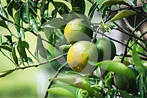 Closeup of satsumas Bang Mot tangerine ripening on tree