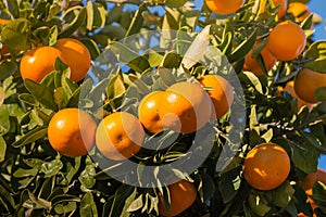 Closeup of satsumas ripening on tree