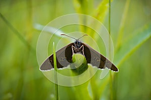 Closeup of a satyrus ferula on the grass under the sunlight with a blurry background