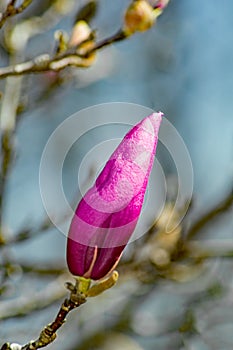 Closeup of a Saucer Magnolia Bud, Magnolia soulangiana