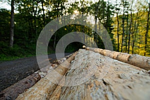 Closeup of the sawed long tree trunks on the side of the road in the woods