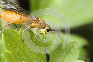 Closeup of sawfly