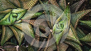 Closeup of Saworthia striata with star shape rosette leaves.