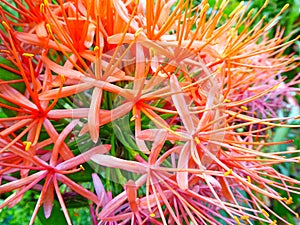 a closeup of a Scadoxus Multiflorus Katherinae