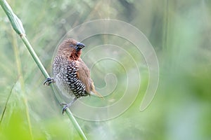 Closeup of a Scaly-breasted munia bird perched on a branch of a plant