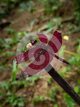 Closeup of a Scarlet dragonfly on dry tree branch under sunlight with blurry background