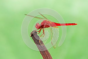 Closeup of a scarlet dragonfly on a plant