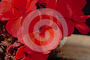 Closeup of Scarlet geranium flowers in a pot in the garden, Pelargonium inquinans