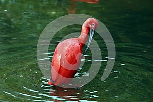 Closeup of scarlet ibis bathing in dark green lake photo