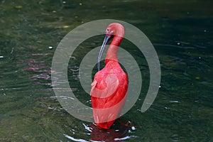 Closeup of scarlet ibis bathing in dark green lake photo