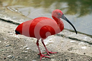 Closeup of scarlet ibis in lakeside photo