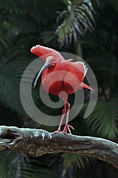 Closeup of scarlet ibis with wings wide open photo