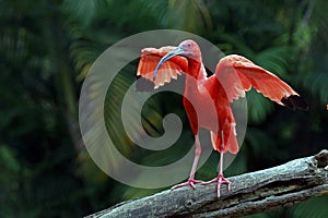 Closeup of scarlet ibis with wings wide open photo