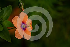 Closeup of a scarlet pimpernel in a field under the sunlight with a blurry background