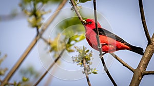 Closeup of a Scarlet Tanager on a tree branch during spring migration at Magee Marsh Wildlife  area