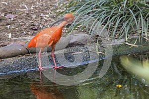 Scarlett Ibis Preening Itself bird in water, wildlife photo