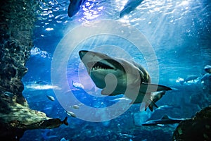 Closeup of scary big tiger shark swimming with other fishes