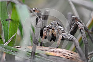 Closeup of the scary looking face of a wolf spider Hogna Radiat