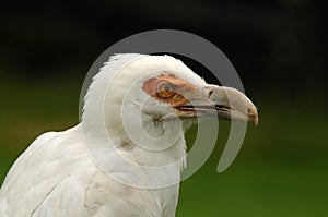 closeup of a scavenger eagle