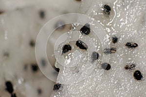 Closeup scene of cactus fruit and seed in the kitchen