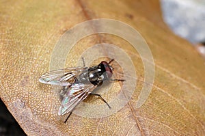 Closeup scene of the fly on dry leaf in nature