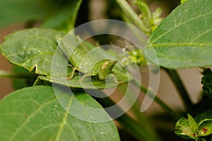 Closeup scene of green mantis on the leaf