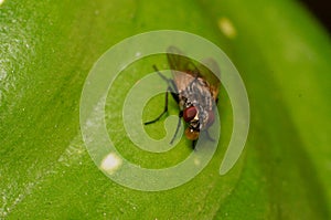 Closeup scene of nature fly on green leaf forest of thailand