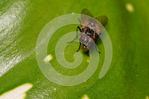 Closeup scene of nature fly on green leaf forest of thailand