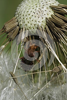 Closeup on a scentless plantbug, Rhopalus subrufus hanging underneath the vegetation