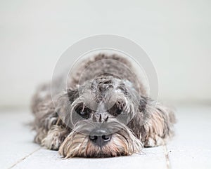 Closeup schnauzer dog lied on blurred tile floor and white cement wall in front of house view background with copy space