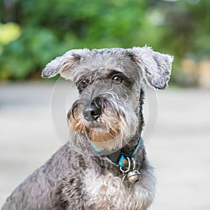 Closeup schnauzer dog looking on blurred cement floor in front of house view background