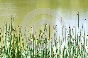 Closeup Schoenoplectus tabernaemontani commonly known as name Scirpus validus