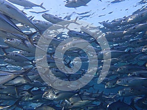 Closeup with school of Blackjack, black trevally, black kingfish, coal fish or black ulua during a leisure dive in Barracuda Point photo