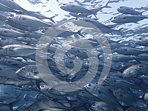 Closeup with school of Blackjack, black trevally, black kingfish, coal fish or black ulua during a leisure dive in Barracuda Point photo