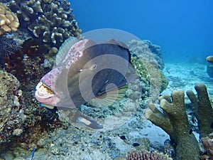 Closeup with school of Green humphead parrotfish during a leisure dive in Barracuda Point, Sipadan Island, Semporna, Tawau, Sabah. photo