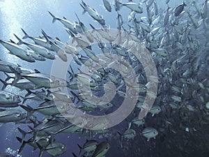 Closeup with school of jack fish in Sipadan Island, Sabah. Borneo.