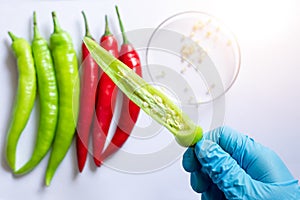 Closeup of the scientist\'hand shows the inside of green chili to check disease and plant fertility for food quality control