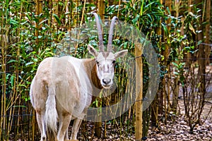 Closeup of a scimitar oryx from behind, sahara oryx looking in the camera, Extinct in the wild, Rare animal species