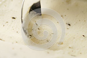 Closeup of scooping lemon mint sorbet with spoon