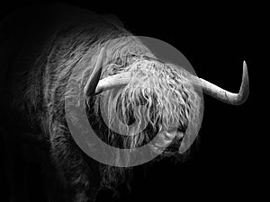 Closeup of a Scottish highland cow on a black background