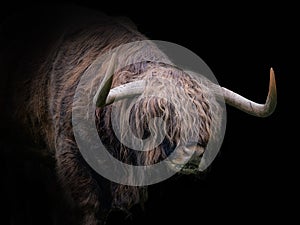 Closeup of a Scottish highland cow on a black background