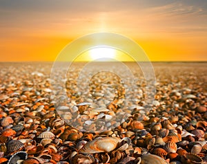 Sea beach covered by marine shells at the dramatic sunset