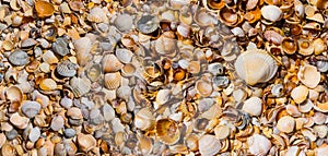 Closeup sea beach covered by matine shells