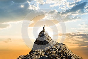 Closeup sea bird sit on a heap of stones on a sunset background