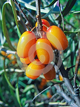 Closeup of sea-buckthorn on a twig photo