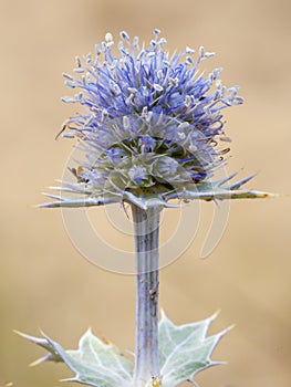 A closeup of a sea holly in France