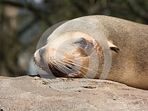 Closeup of a sea lion head lying in the sun on a stone looking into the camera